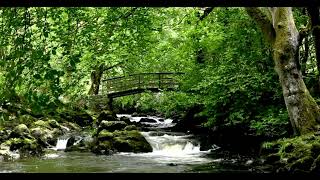 Escape to Nature's Melody: Flowing River & Forest Birds