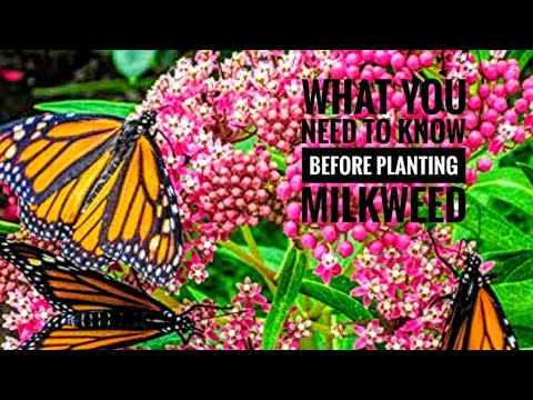 Video: Milkweed Forgiftning - Symptomer, Førstehjelp, Behandling, Konsekvenser