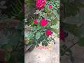 ছাদ বাগানে গোলাপ ফুলের বাগান 🌹🌹🌹🌹🌹🌹🥀🥀🥀🥀 #fruit #greenrooftop #rose #rosegarden #shorts #reels #song