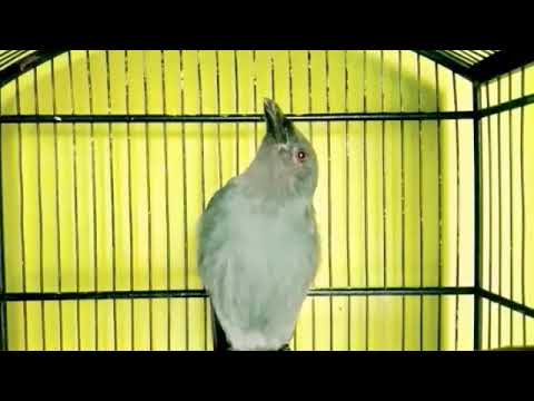 SUARA BURING SRIGUNTING ABU ABU MATA MERAH GACOR FULL ISIAN