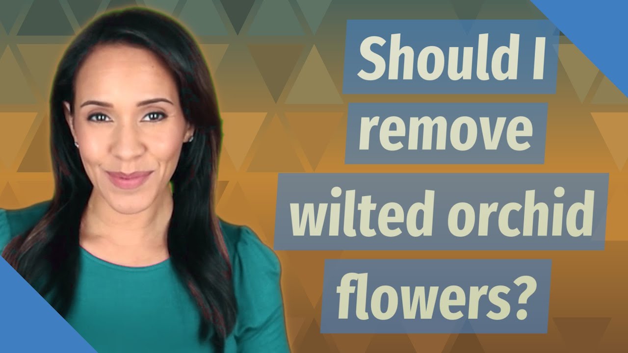 Should I remove wilted orchid flowers? YouTube