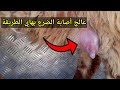 علاج التهاب الضرع في الاغنام والماعز بالطريقة الصحيحة