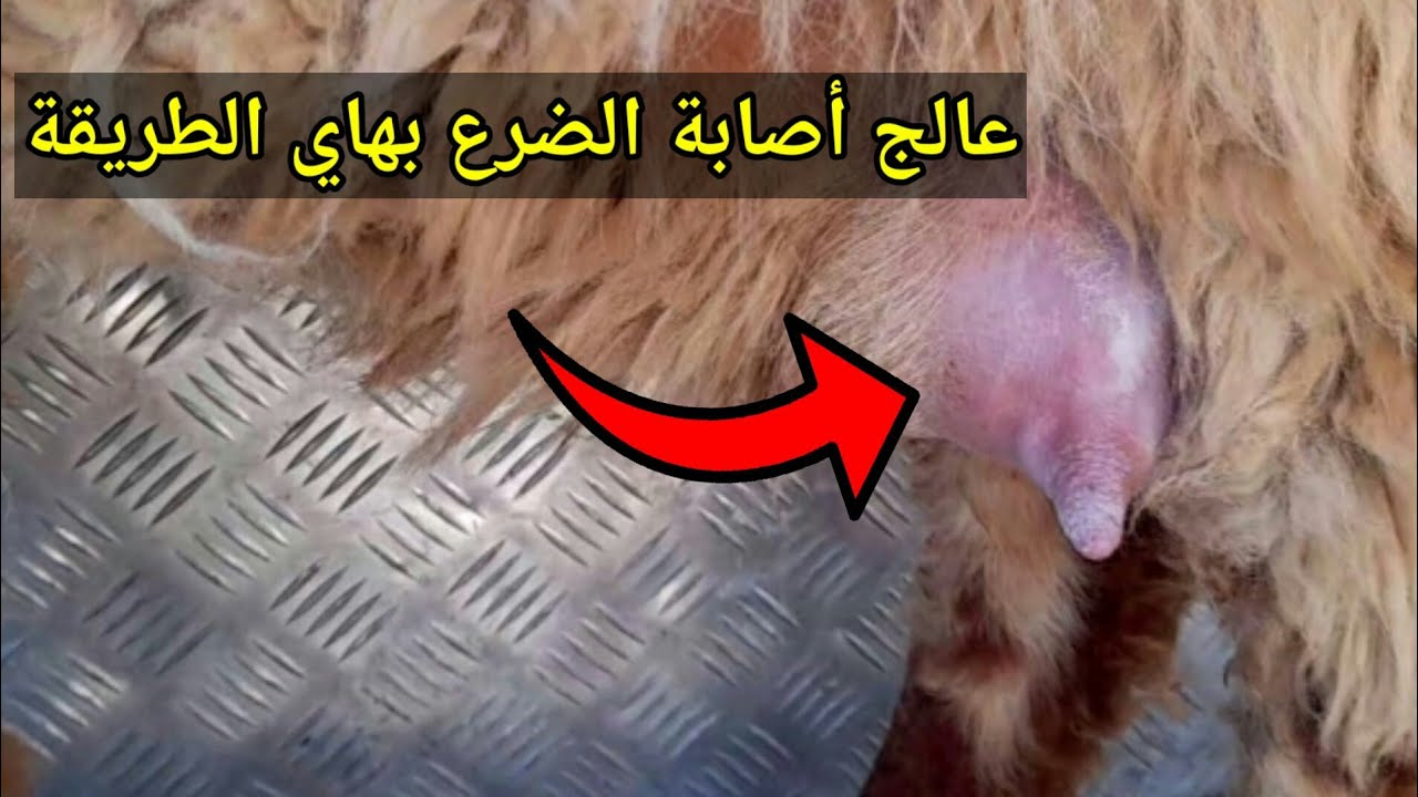 علاج التهاب الضرع في الاغنام والماعز بالطريقة الصحيحة