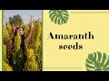 Amaranth seeds