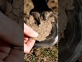 Hoof Transformation | Satisfying Trimming &amp; Rasping ASMR