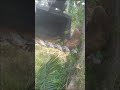 Bicho preguiça