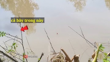 Câu cá rô, đụng bầy cá nước lũ (video 97)@3ruongFishing 