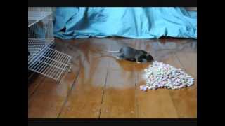 Rat vs Fruitloops by FuzzyBeastStudio 236 views 12 years ago 4 minutes, 8 seconds
