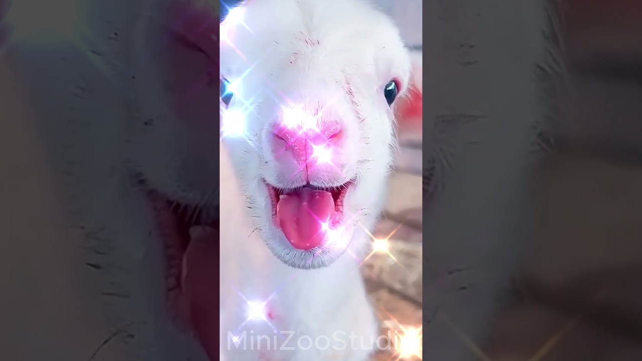 Adorable Baby Goat Voices | Cutest Goat Sounds Ever 🐐💖