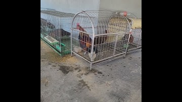 nyuam qaib f3 pib qua lawm nawb .gà tơ f3 .