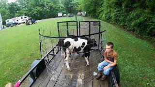 Moving the Calves to Greener Pastures... by Glenn Conner 98 views 1 year ago 8 minutes, 17 seconds