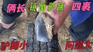 两个长四个裹，驴蹄小问题大！脚底亮如镜能见人，修完走路轻松了