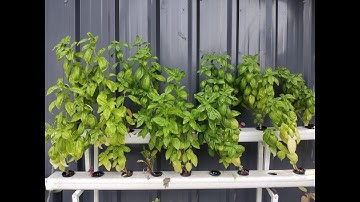 ufarms - Commercial || Farm Automation || Hydroponics || IoT Enabled