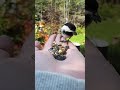 Chickadee can't decide which seed to take 😂 #birds #cute #nature
