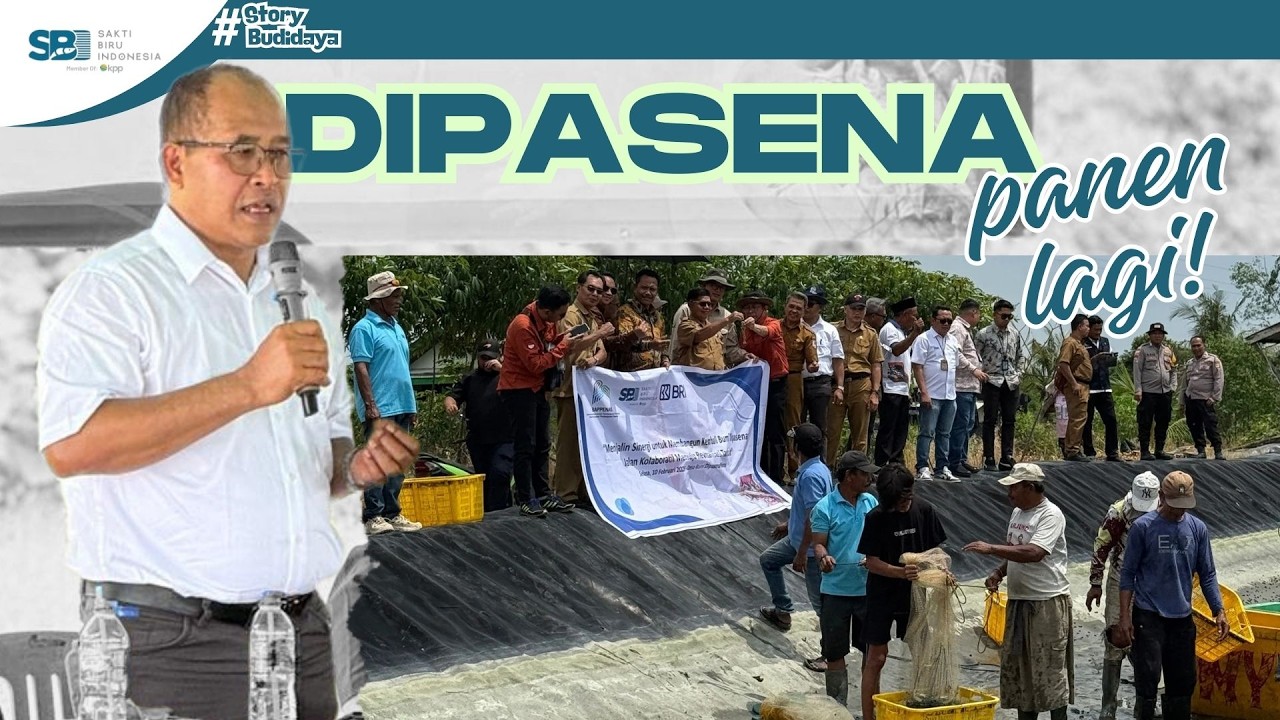 Bumi Dipasena Bangkit! Panen Raya Udang Bersama BAPPENAS, BRI, & SBI