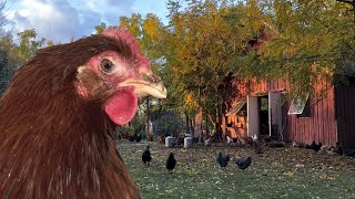 Starting Over: Our Experience with Mycoplasma in the Chicken Flock by Kakadoodle 3,165 views 1 year ago 14 minutes, 56 seconds