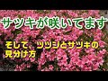 サツキが咲いてます　そして、ツツジとサツキの見分け方