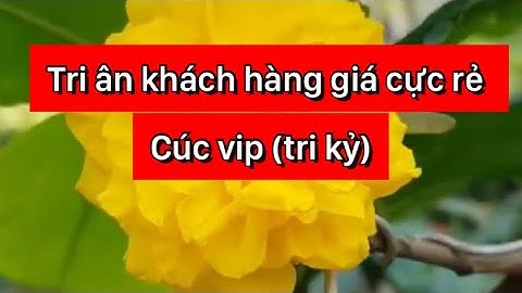 Cúc vip (cúc tri kỷ),100k/cây,bao ship,0397142252,23/9/2020