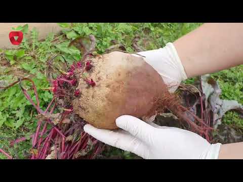 Video: Բանջարեղենի կանաչապատում - ինչ բանջարեղեն կարող է օգտագործվել կանաչապատման համար