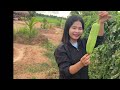 The Unlimited Harvest Vegetable You Need to Know About! @kosomafarm