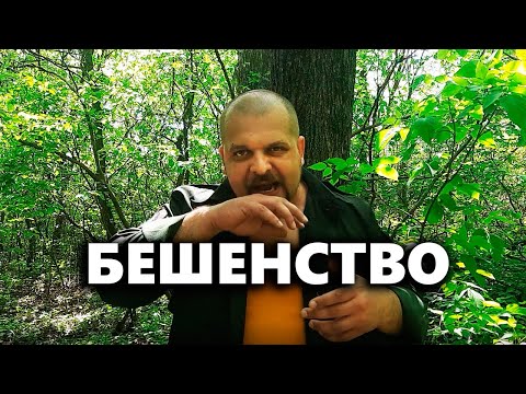 Как себя вести при встрече с больной бешенством лисой