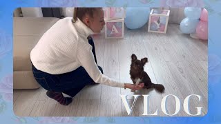 VLOG 11.03.2024 Тедди, дай лапу!