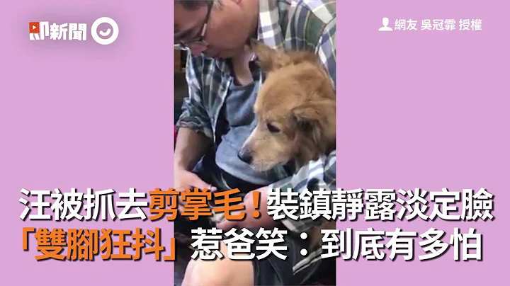 被抓去剪掌毛啦！狗狗装镇静露淡定脸，双脚却狂抖惹人笑：是有多怕｜宠物｜听话 - 天天要闻