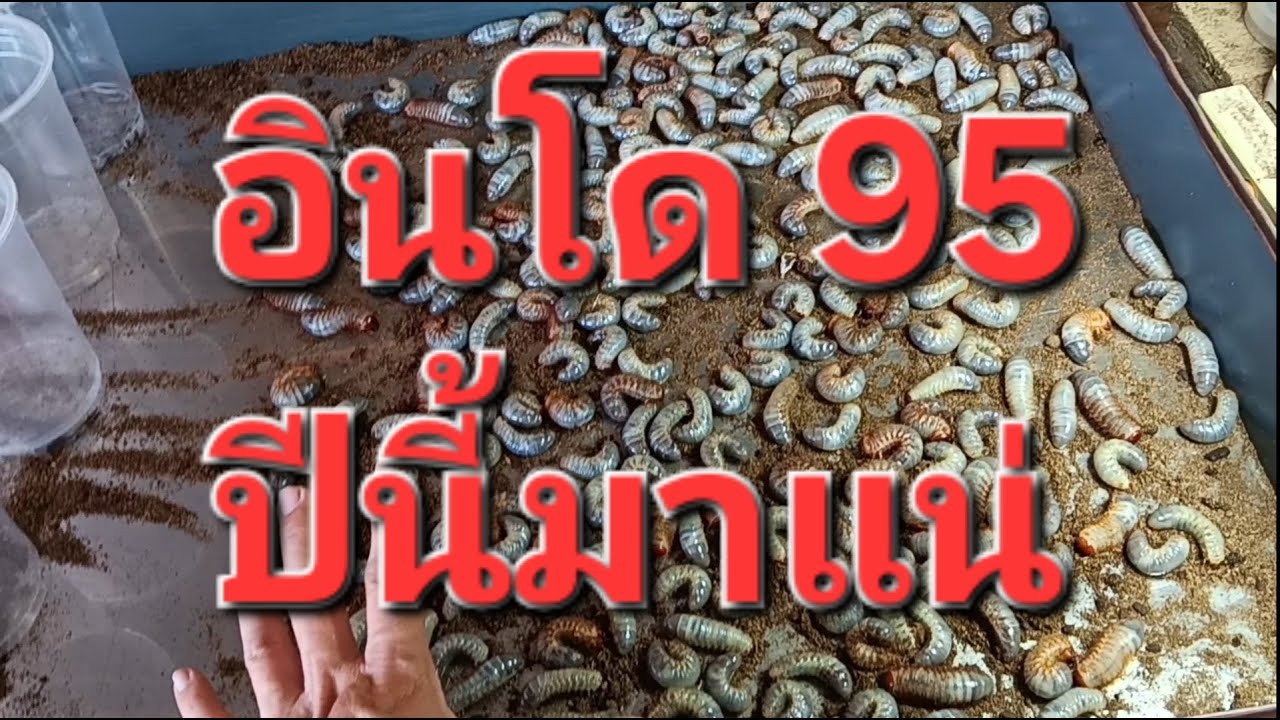 กว่างชนอินโด95ปีนี้มาแน่