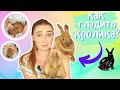 КАК НУЖНО ГЛАДИТЬ КРОЛИКА, ЧТОБЫ ЕМУ НРАВИЛОСЬ? / КАК ГЛАДИТЬ КРОЛИКА? / ДЕКОРАТИВНЫЙ КРОЛИК!