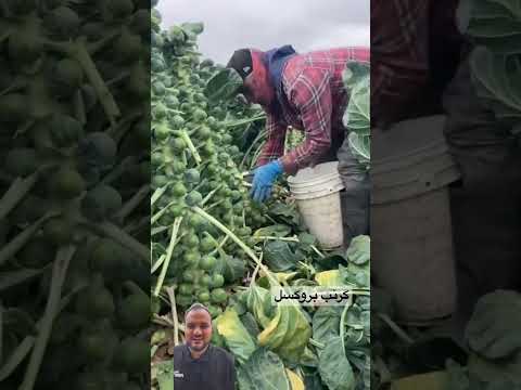 ملفوف بروكسل