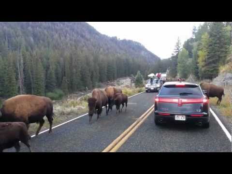 Bison hits car in Yellowstone