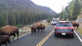 Bison hits car in Yellowstone