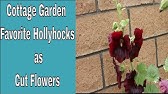 Growing Hollyhocks by Your Own - YouTube