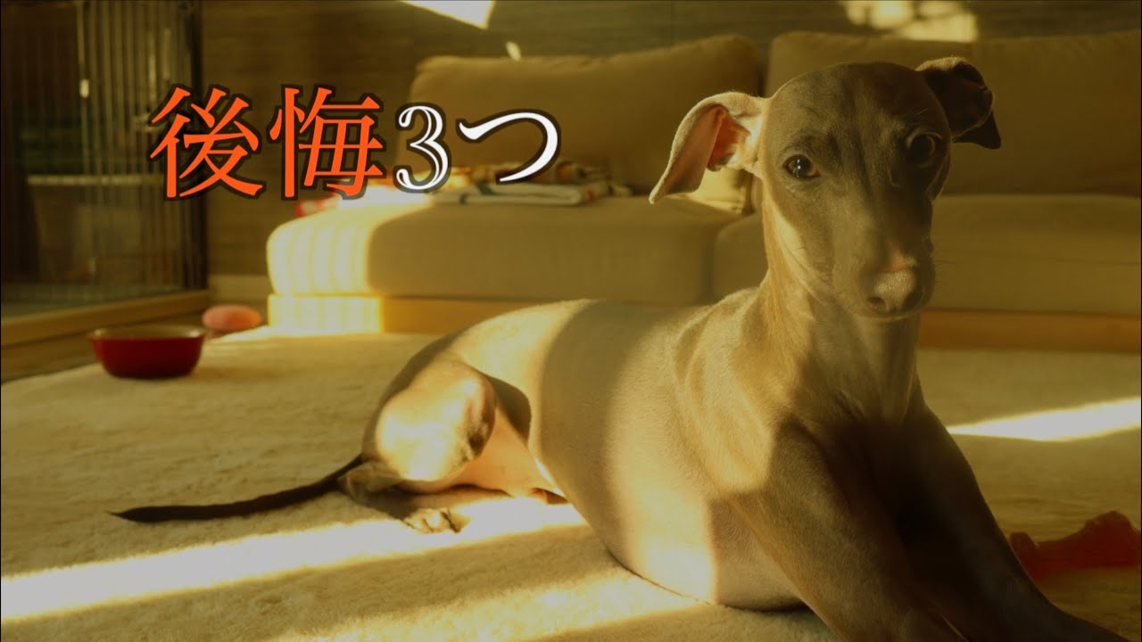 イタグレを飼う前に知ってほしかった後悔3つ