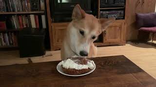 Jindo Dog Eats Cake