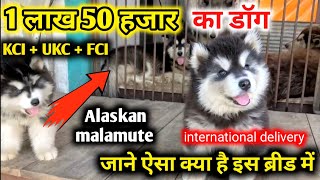 ₹.150000 का डॉग || alaskan malamute puppies Ultimate quality || Kci + ukc + fci |