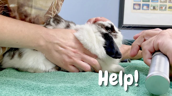How I got my bunnies to the vet | Body exam