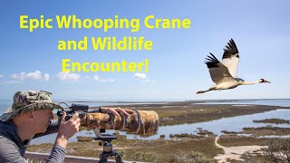 Whooping Cranes Hunting For Crabs And Amazing Wildlife Encounters