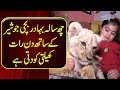 The Strange Love for a Lion Cub | 6 Years Old Izna’s Affection for her Pet Lion Baby “Simba”