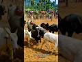 #jallikattu #viduthalai_2#song #tamil #music #tamilsong #lovesong #bull #tnbulls #tamilmusic #cow