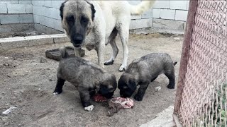 DUMAN VE BOZO ET İÇİN KARŞI KARŞIYA. YAVRULARI İÇİN YEMEĞİNDEN VAZ GEÇEN ANNE DİŞİ 