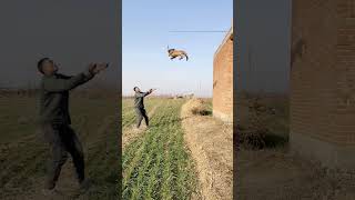 Belgian malinois jump training #smartdogs