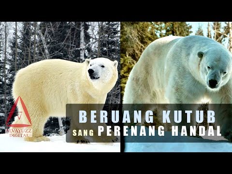 Beruang Kutub (Polar Bear) - Kehidupan dan Perkembangannya