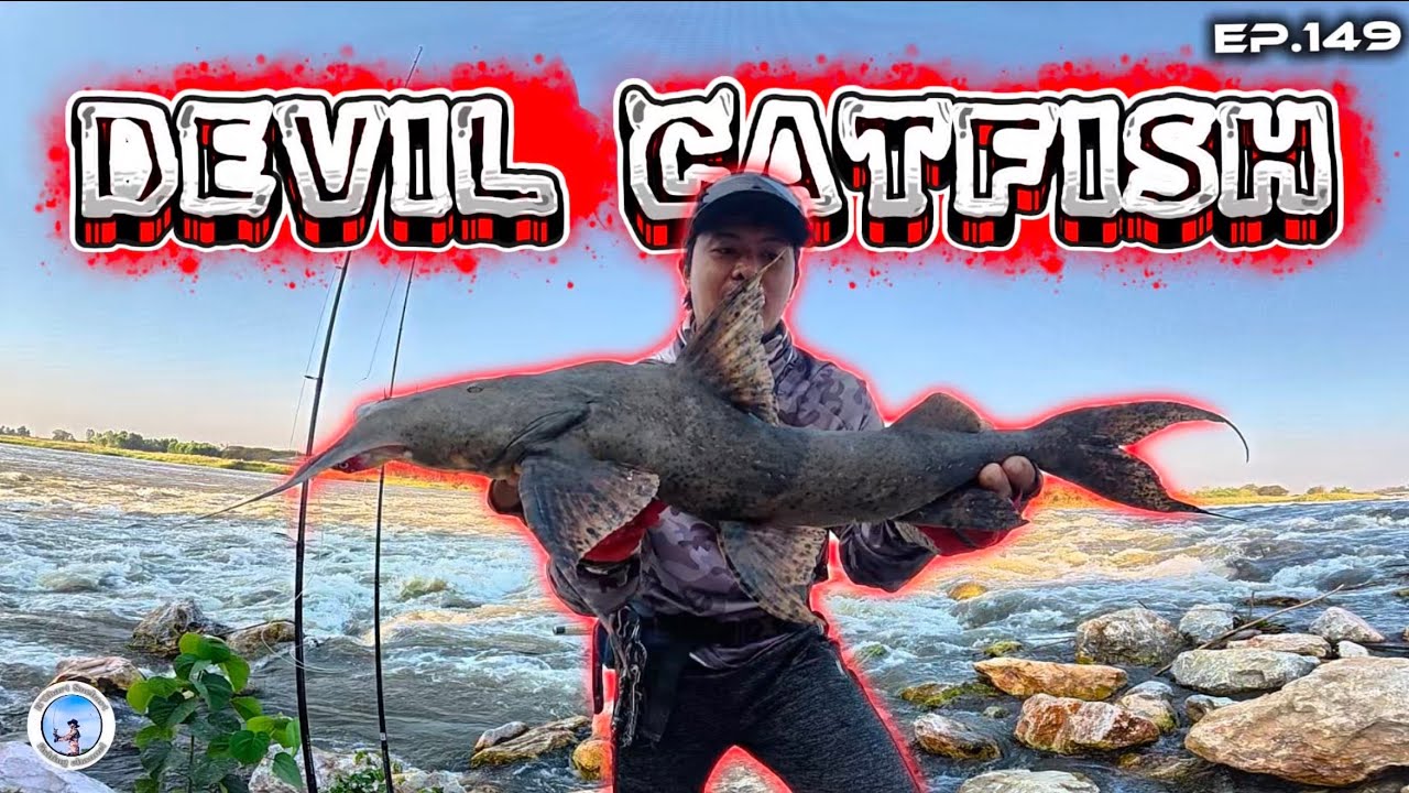 EP.149 ’’ ปลาแค้ ‘’ นักล่าแห่งสายน้ำ Devil Catfish 😈