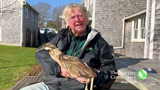 American Bittern | Nature Near You