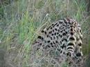 Serval Hunting