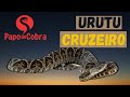 URUTU CRUZEIRO ou CRUZEIRA | COBRAS BRASILEIRAS #1 | Papo de Cobra