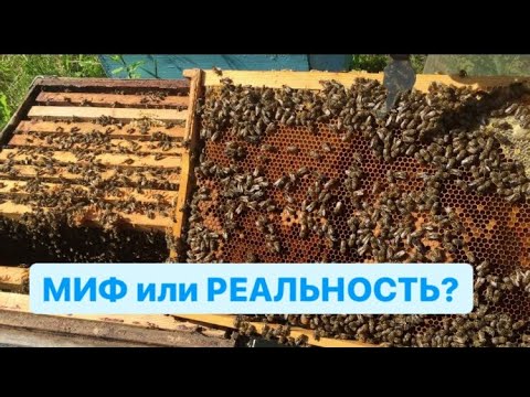 Карпатка 77?/Myth or reality: Breed of bees "carpathian bee".