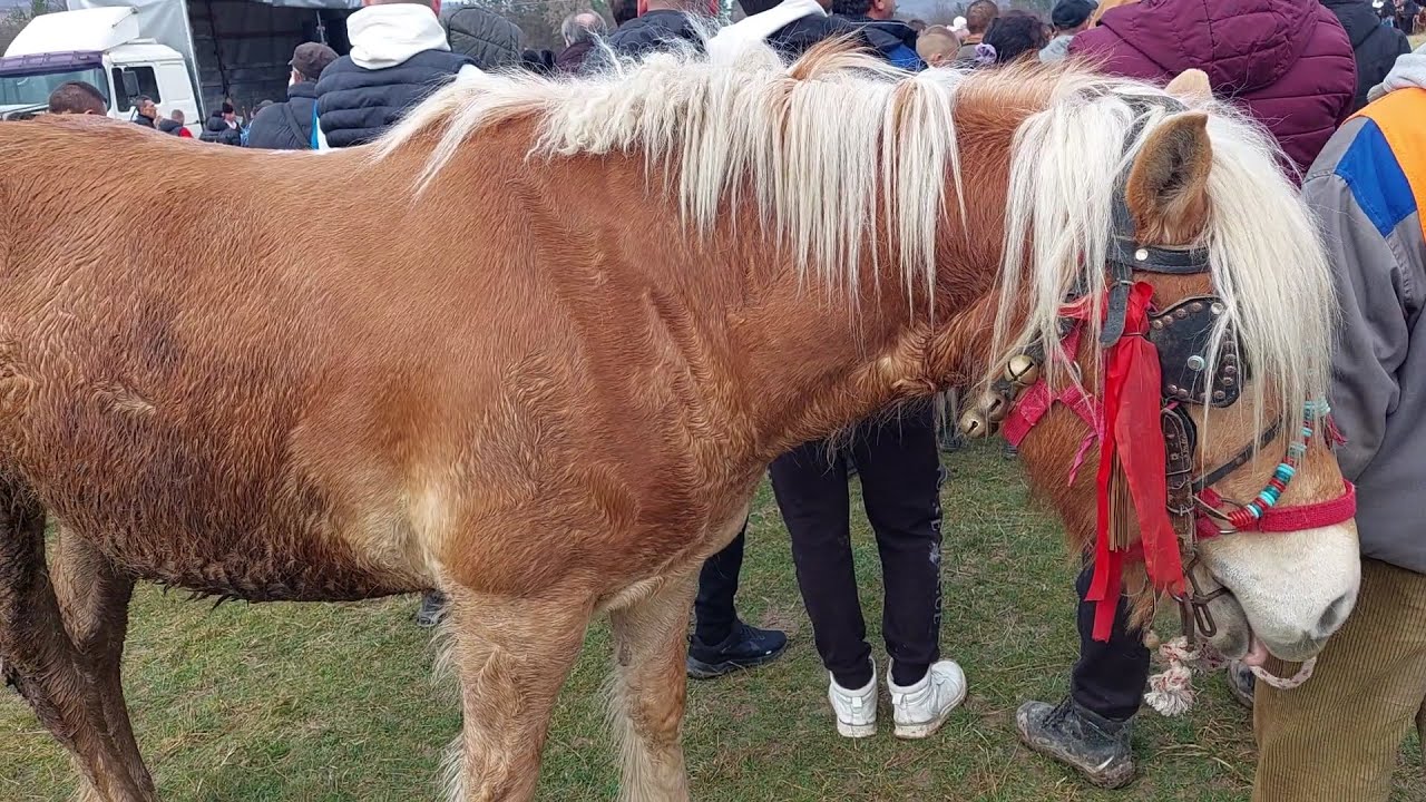 Тодоровден 2024  г. в Априлци, част 2.