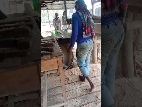 কাঠ চিরানো।দেখুন কিভাবে গাছ থেকে তক্তা বানানো হচ্ছে।